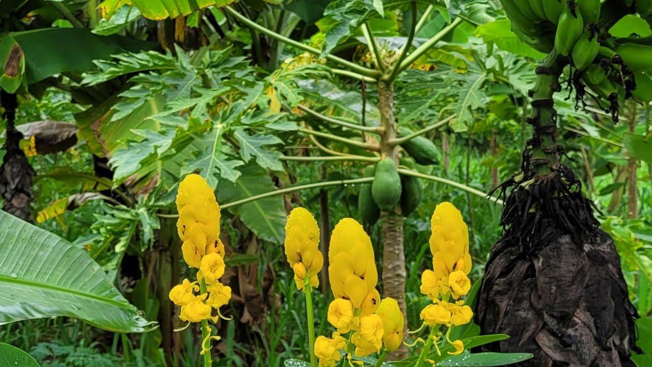 Plante uma agrofloresta com pouca Mão de obra!!!