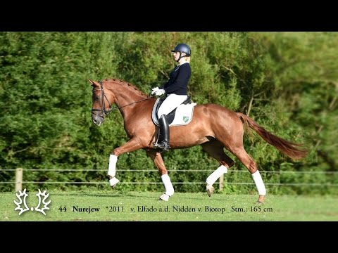 44   Nurejew   2011   v  Elfado a d  Nidden v  Biotop   Stm  165 cm