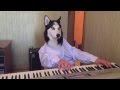 Husky Dog plays the piano 