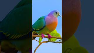 Download lagu Suara Merpati Hijau Berleher Merah Muda yang Menenangkan di Alam | Suara Burung yang Menenangkan untuk Tidur dan Meditasi mp3