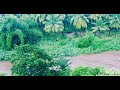 TN 60 Natural Videos ️ ️