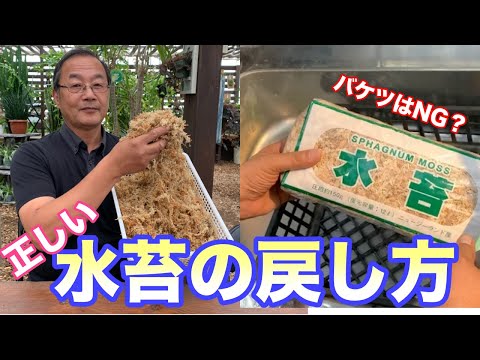 ミズゴケの育て方と目的は？なぜ持続可能な代替品を選ぶのでしょうか?  庭園