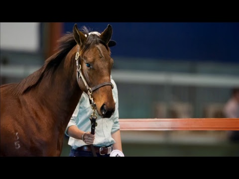2017 Gold Coast National Weanling Sale Day 1