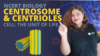 Centrosome and centrioles | Cell | Class 11 Biology