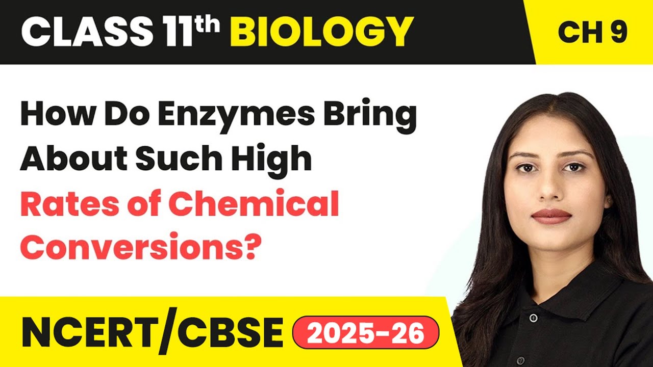 High Rates of Chemical Conversions by Enzymes | Class 11 Biology Chapter 9 | CBSE 2024-25