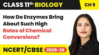 High Rates of Chemical Conversions by Enzymes | Class 11 Biology Chapter 9 | CBSE 2024-25