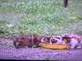 Milo And Otis Part 4