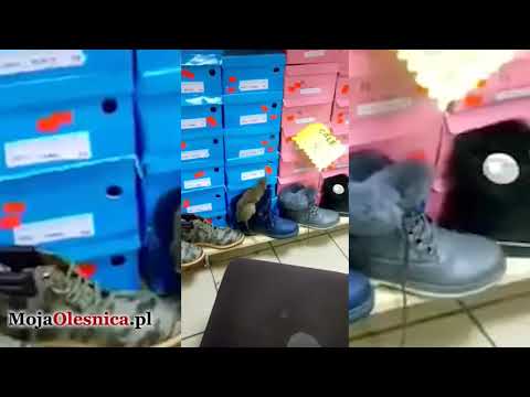 9.01.2019 Oleśnica - szczur w sklepie!