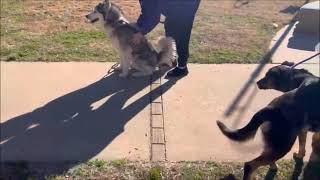 Video preview image #1 Mutt Puppy For Sale in Shelburne, VT, USA