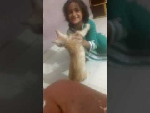 Sahiba cat