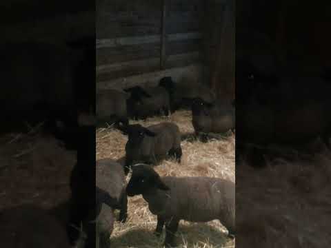 Agnelli 2018 New Generation