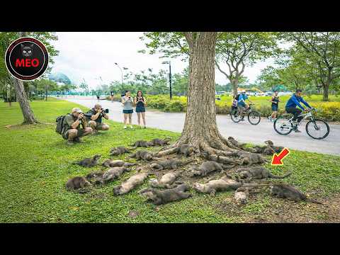 Moments You Must See To Believe | Strange Creatures P2