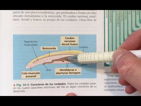 Los Cordados. Introducción. Características del filo.