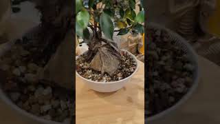 Download lagu Ficus microcarpa tiger bark root over rock mp3