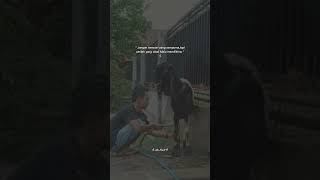 Download lagu Story Wa Terbaru Top Topan mp3