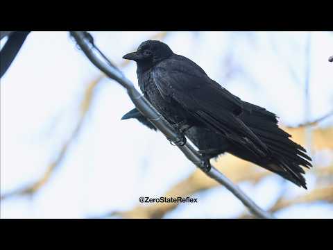 It Gets Noisy When the Crows Gather