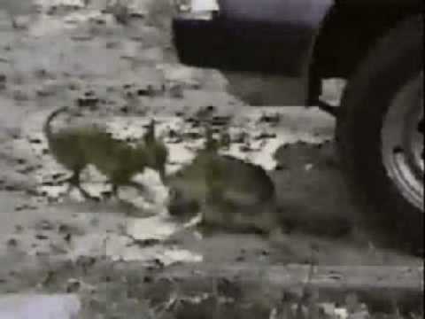 Threshold Shift - Hound dog