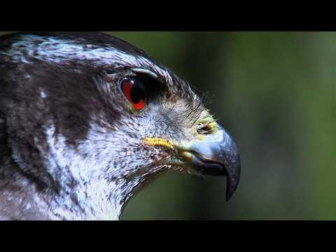 The Most Biodiverse Forest in the World... (after the Amazon)