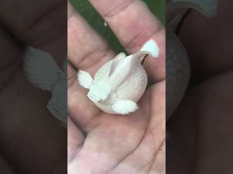 balloon molly fish pregnant ❤😊🥰