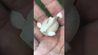 Download lagu balloon molly fish pregnant ❤😊🥰 mp3 Download lagu balloon molly fish pregnant ❤😊🥰 mp3