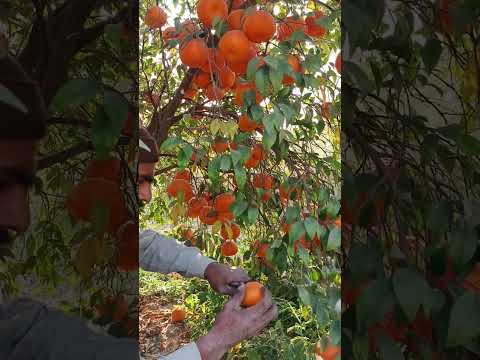 Look at this Abdul Karim, Masha Allah, how cutely he is cutting the quinoa. Look at this, he is cut