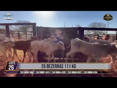 LOTE 26   26 BEZERRAS 111 KG🔥 AO VIVO: LEILÕES ITUIUTABA 23/07/2026 - PARQUE DE EXPOSIÇÕES JK