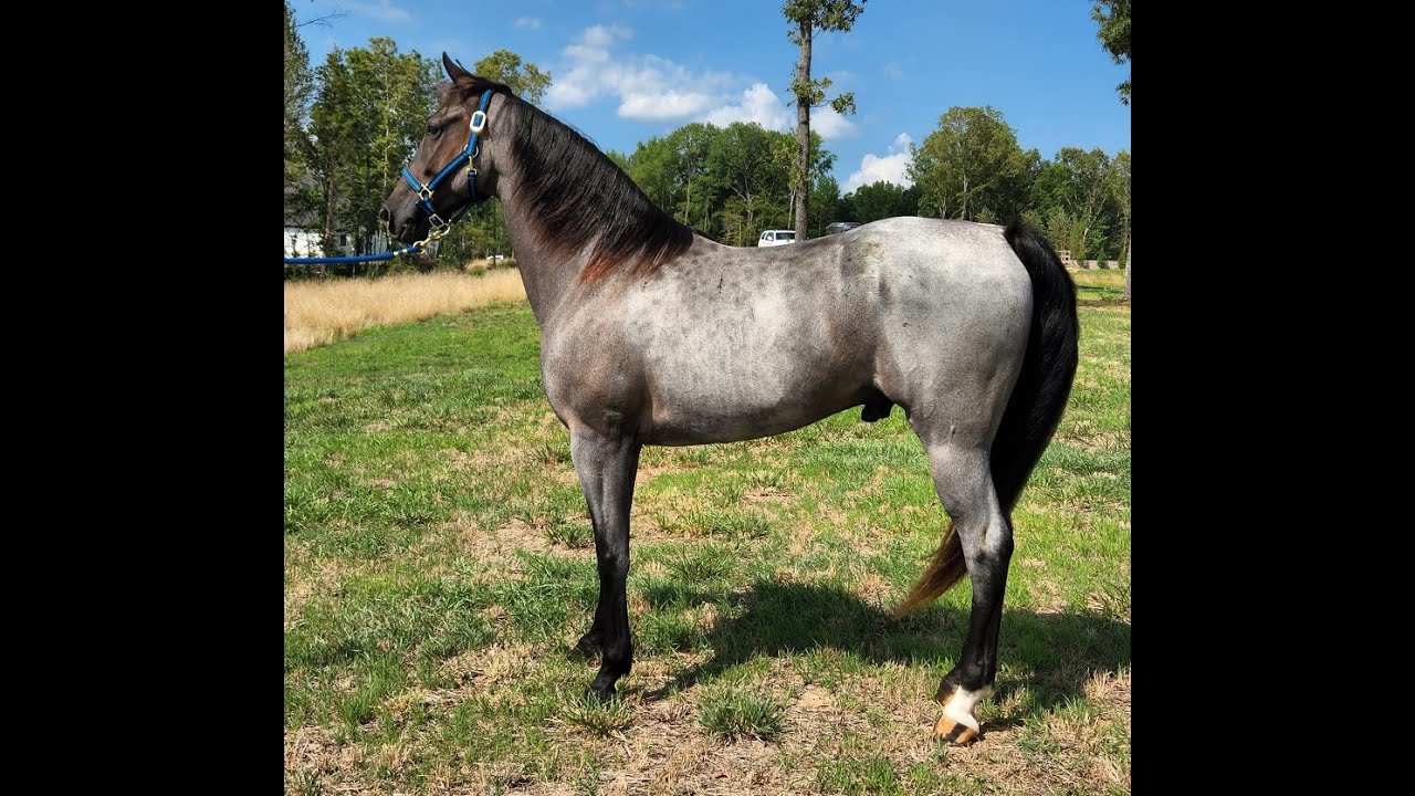 Blue Roan Tennessee Walking Horse For Sale