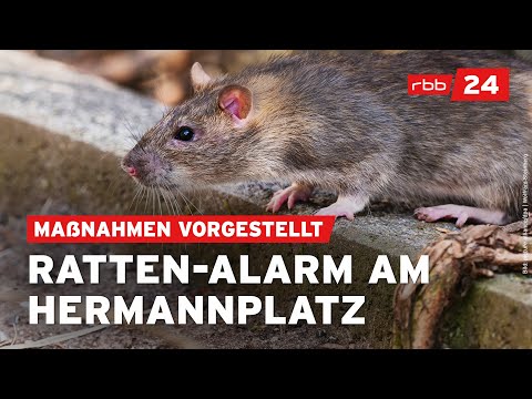 So will Neukölln die Ratten am Hermannplatz bekämpfen