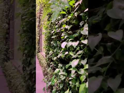 壁トレリスを隠す常緑植物は、瞬時にモバイル保護を提供します