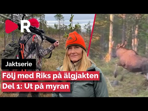 Jaktserie: Riks följer med på älgjakten