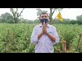 Tomato 3150 Syngenta