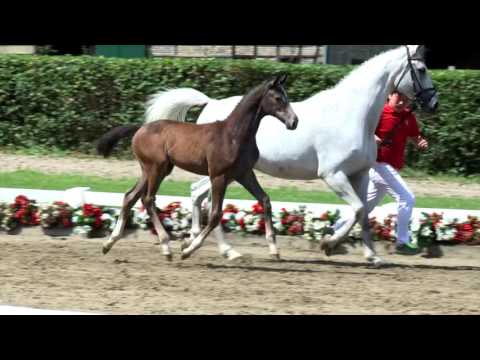 16 Madame Tussoud Stute v. Monte Bellini - Cornet Obolensky