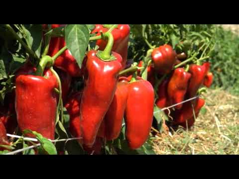 Može bolje ep. 55 23.04.2018. NAJAVA