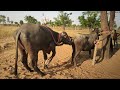 Sabse Achchi Quality Ka Murra Pada Buffelo Mating