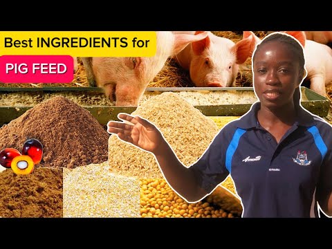 Best INGREDIENTS to make PIG FEED with nutrients for FAST GROWTH