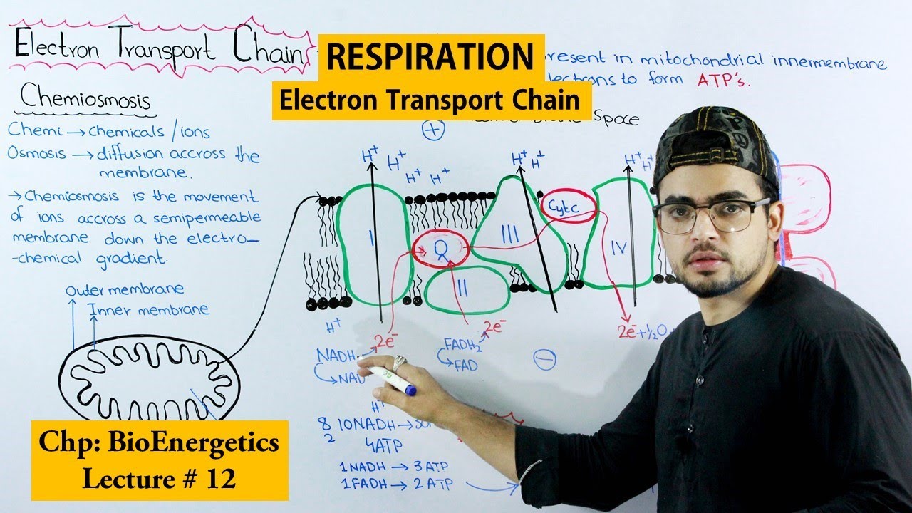 Electron transport Chain (ETC)