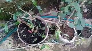 Download lagu Koleksi serut tahap pemula #by Dody Alvaro.mp4 mp3 Download lagu Koleksi serut tahap pemula #by Dody Alvaro.mp4 mp3