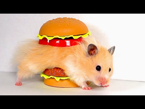 GIANT Burger Maze for Hamster
