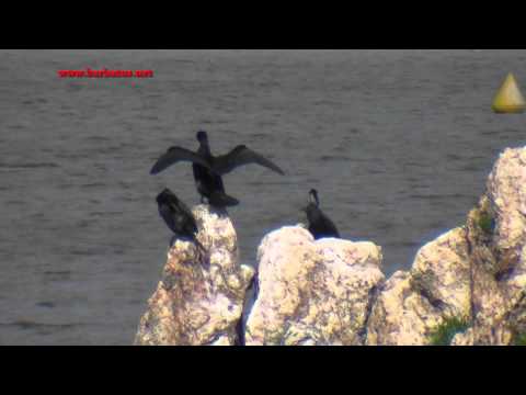 Cormoran grande ( Phalacrocorax carbo ) Cormorant