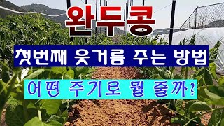 [텃밭농부 1,413]  완두콩에 첫번째 웃거름 주는 방법. 무슨 거름을 어떤 주기로? #완두콩재배