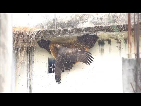 Пчеловодство. Beekeeping.Интересное о пчёлах. Гигантский пернатый враг напал на пчёл.