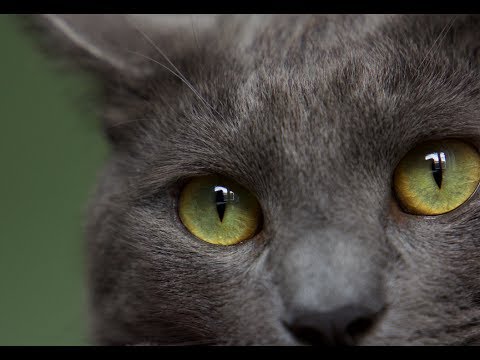 Night Marks - Cat [UKM 057] (audio)