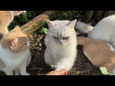 #cat #lovelycats #beaitiful #catssounds