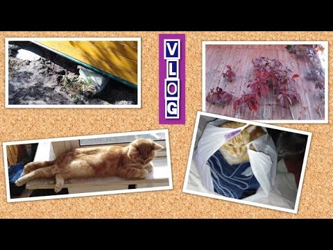 VLOG / НОВЫЙ фундамент! Собрала СЛИВЫ! Алиса загорает! / Elena Pero