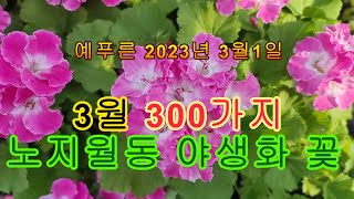 예푸른 3월 300가지 봄꽃과 노지월동 야생화