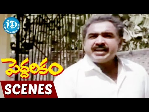 Peddarikam Movie Scenes - Bhanumathi Challenging Jagapati Babu's Brother - Sukanya