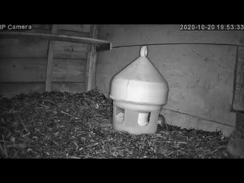 Mäuse plündern Hühnerfutter