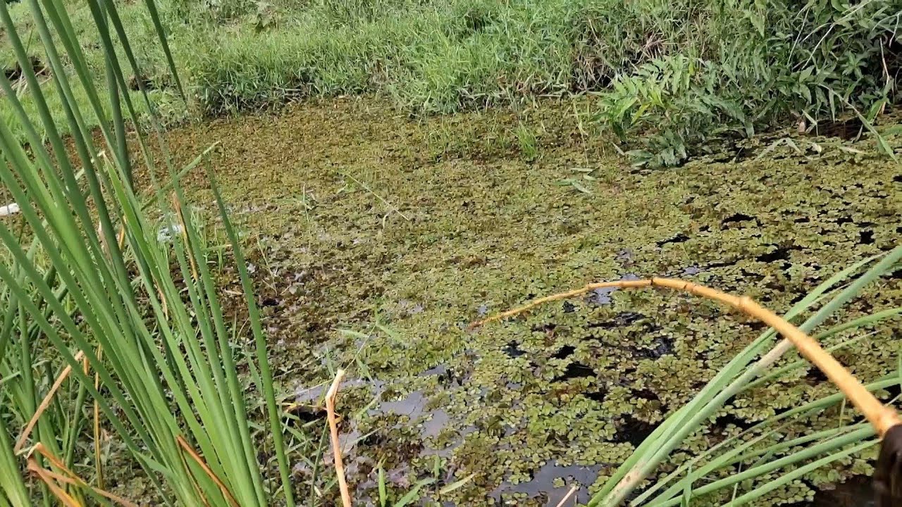 Pescaria caipira, trairão gigante nesse córrego na beira da Br 101 com muita traíras