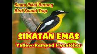 Download lagu SUARA PIKAT SIKATAN EMAS | SIKATAN EMAS PIKAT mp3 Download lagu SUARA PIKAT SIKATAN EMAS | SIKATAN EMAS PIKAT mp3