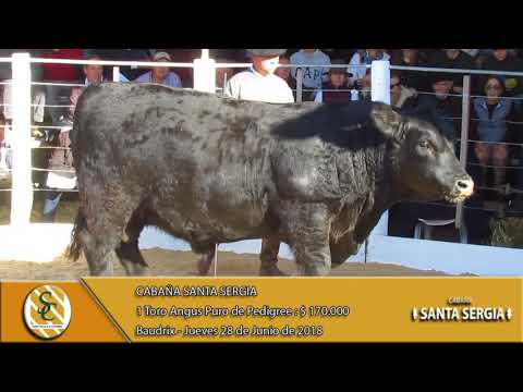 28-06-18 Venta de Toros Angus P.P. y P.C. - Cabaña Santa Sergia - Baudrix